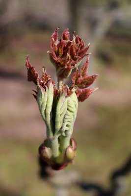 Arália elata 'Variegata' - arálie štíhlá - list jaro 1